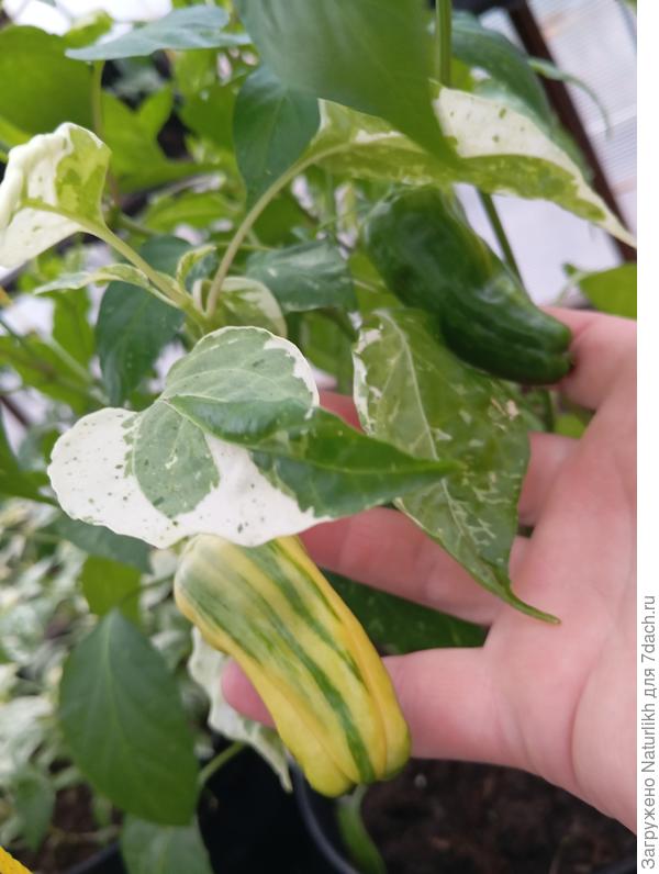 Пестролистный полосатик. Такой очаровашка!