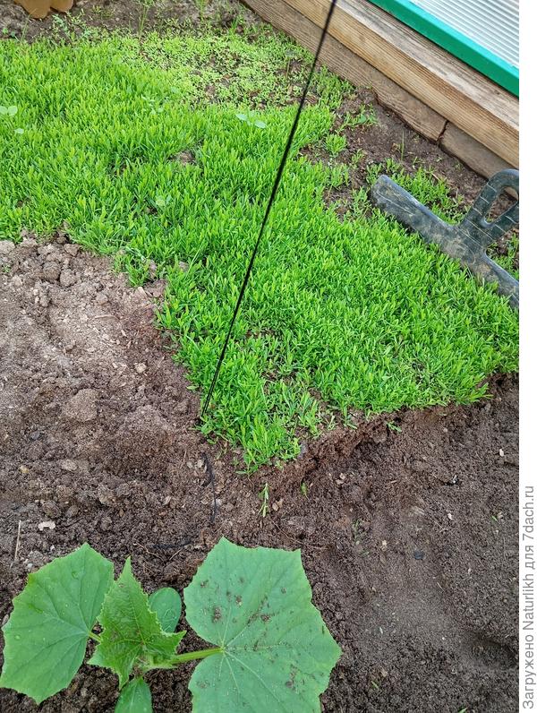 А вот и сама рассада  белой гвоздички. Щедро я севнула