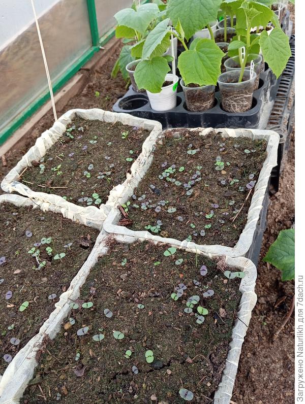 Потихоньку освобождаю огуречную теплицу. Чтобы подготовить грядки . Никогда не сеяла в эти сроки базилик, попробовала. Правда не в грядку, а в корзину для луковичных, натянув на нее медицинскую шспочку,