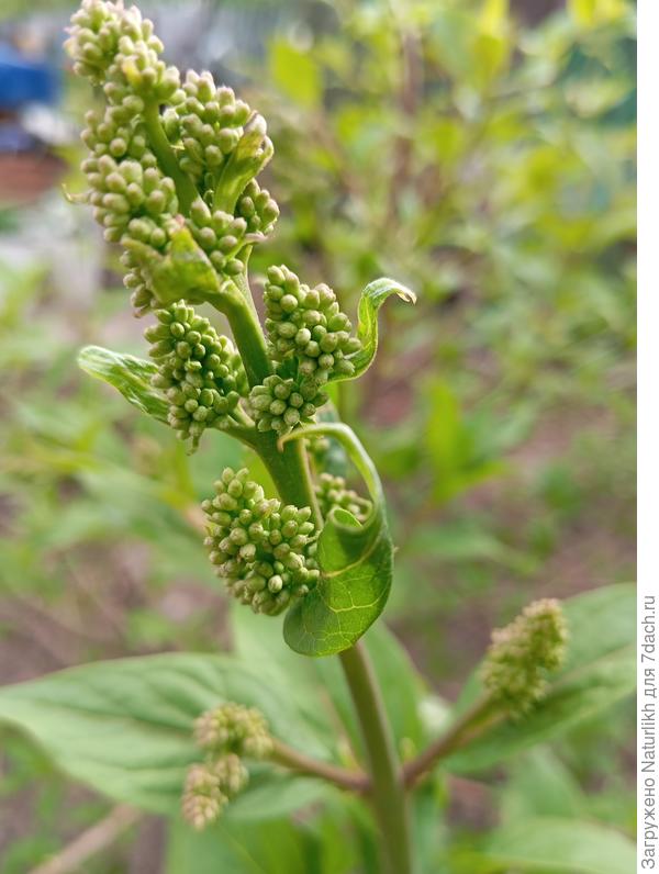 Набрала цвет сирень