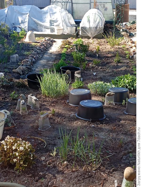 Тазиков много не бывает