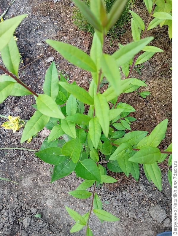 На протяжении трех лет на боковой ветке листья сирени обыановенной