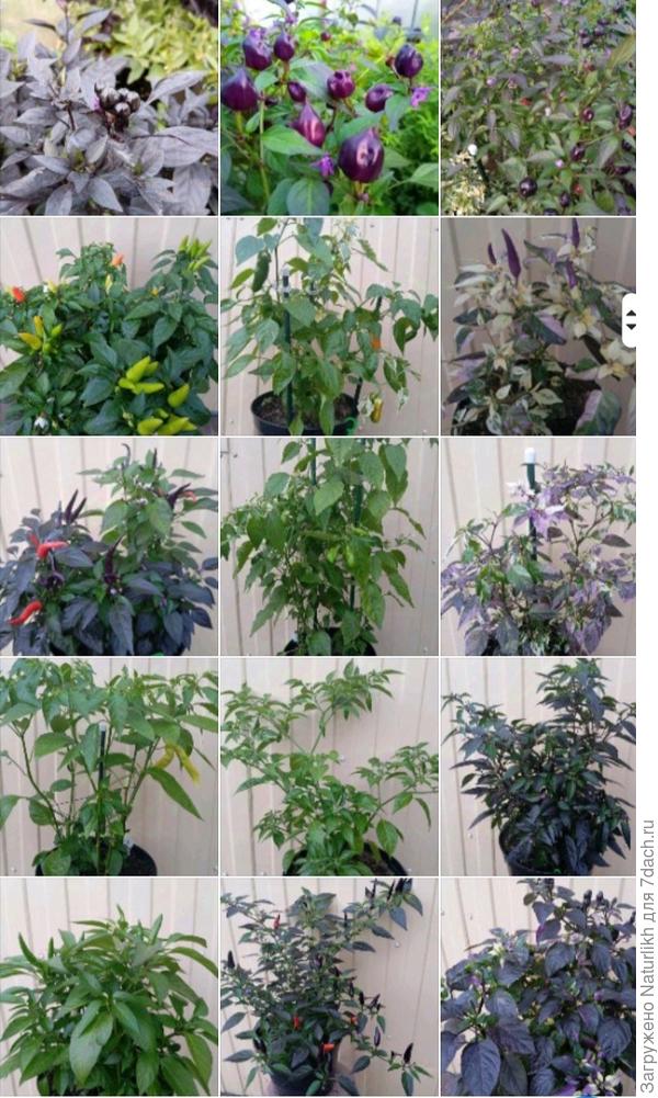 Примерно в июле так выглядели кустики