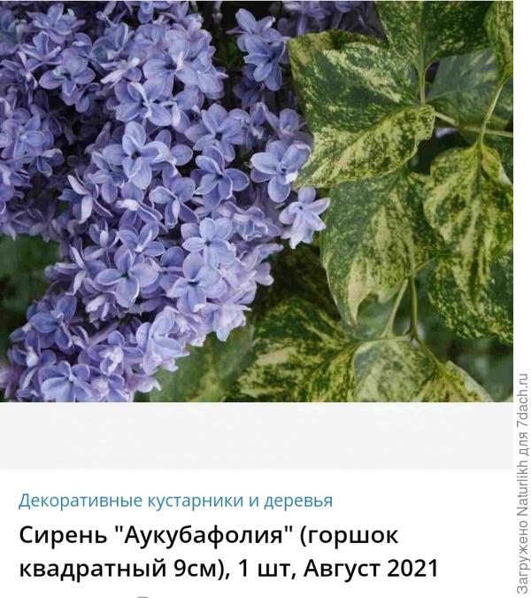 Моя покупка