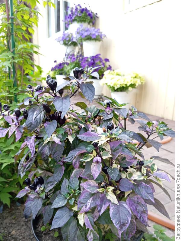 Перец острый Scarlett Variegated. Очень красивый .Листья зеленые с белым и фиолетовыми пятнами, плоды от фиолетового цвета переспевают в красный.