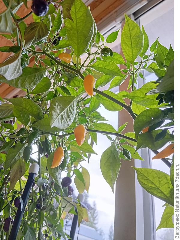 Aji Mochero, Лаймовый Перец, Аджи Мочеро