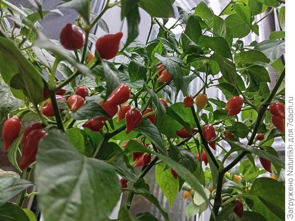 Бикиньо красный