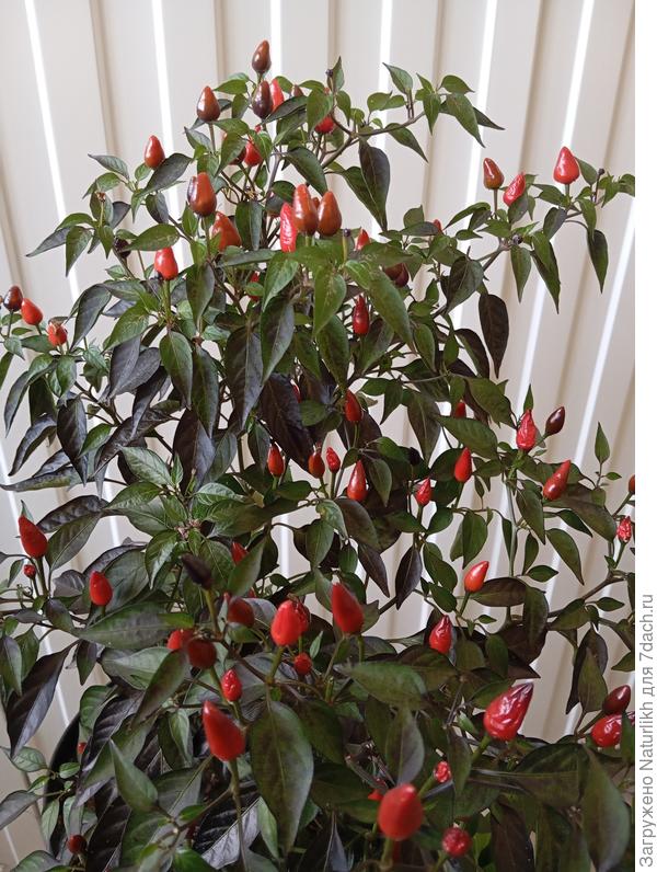 Черная оливка. Еще в августе куст был полностью черный. На фоне листьев черных плодов и не разглядеть