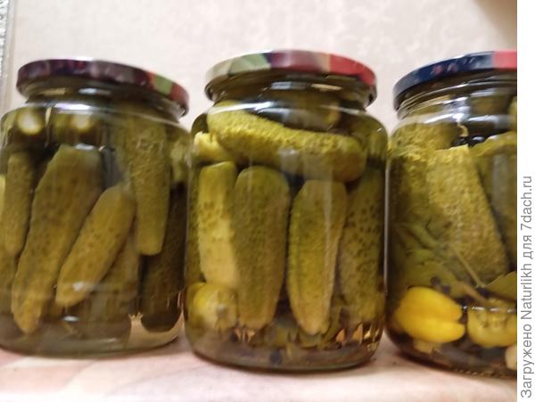 Маринованные огурцы хранятся в квартире. Рецепт 1:5:1