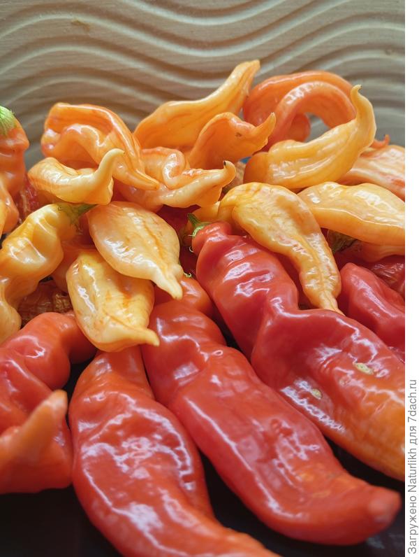 Sugar Rush Stripey засушила и   оставила семена