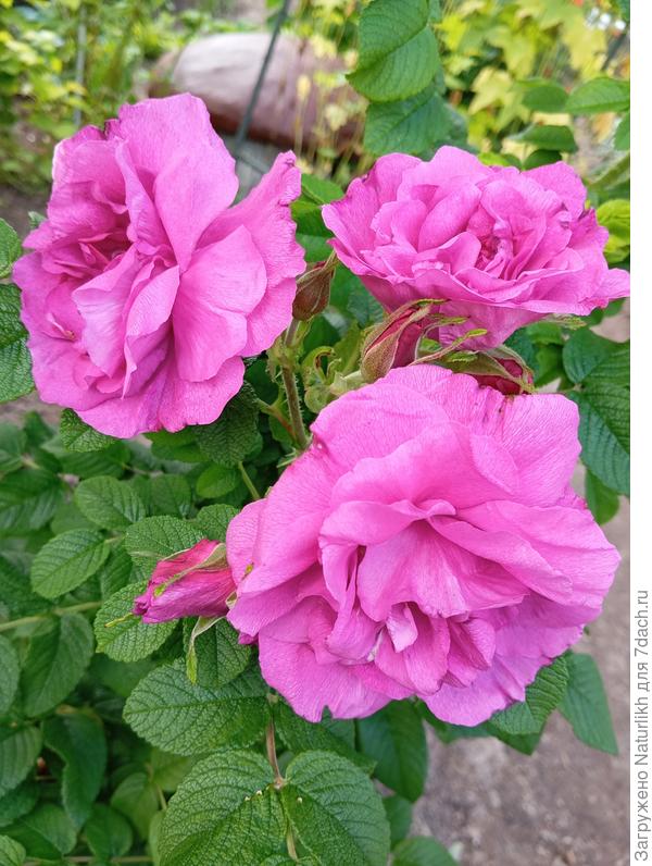 Посадила облагороженный и круговой металлический  ограничитель в грунт вкопала.