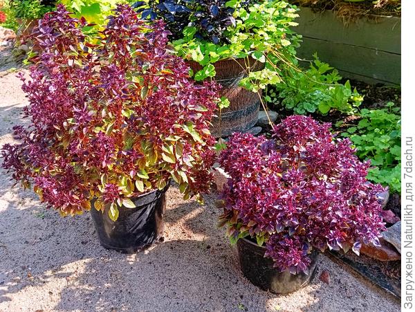 Фото перед срезкой