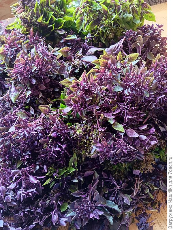 Срезала и целиком фасовала по пакетам для заморозки.