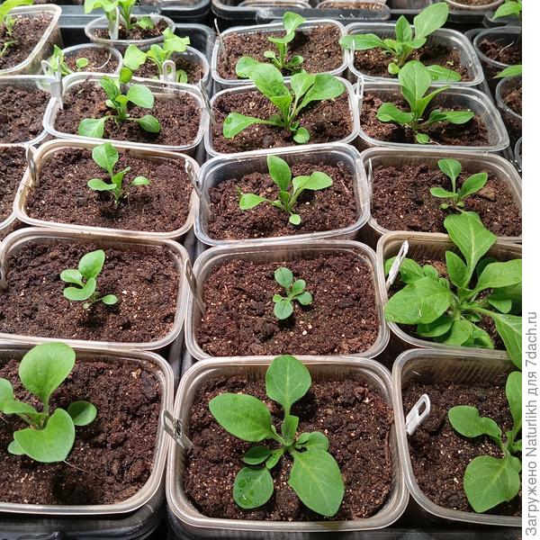 От 3 янв. Опера и Изи в емкости 0,5 . Они значительно крупнее