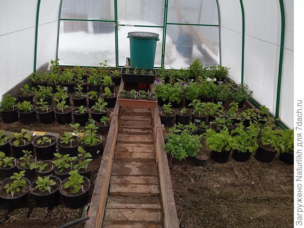 А такими я их привезла в конце мая в теплицу и высадила из 0,5 в 3л горшки.