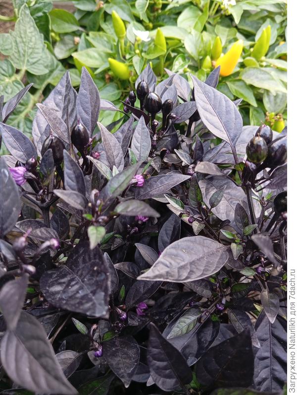 F4. Небольшое отличие в форме завязи. К стадии биологической спелости жемчужинки округлились.