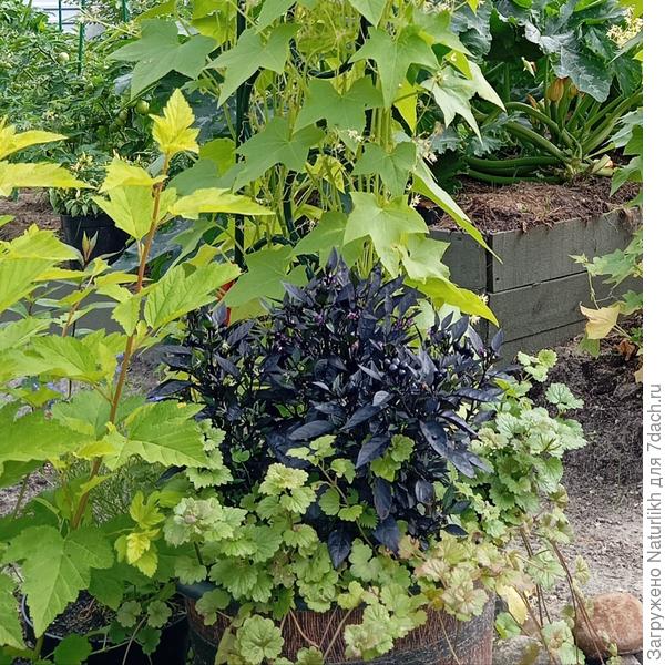 Трехлитровый горшок с 4 кустиками перца прикопала в таз с будрой, чтобы на солнце не сильно перегревался грунт