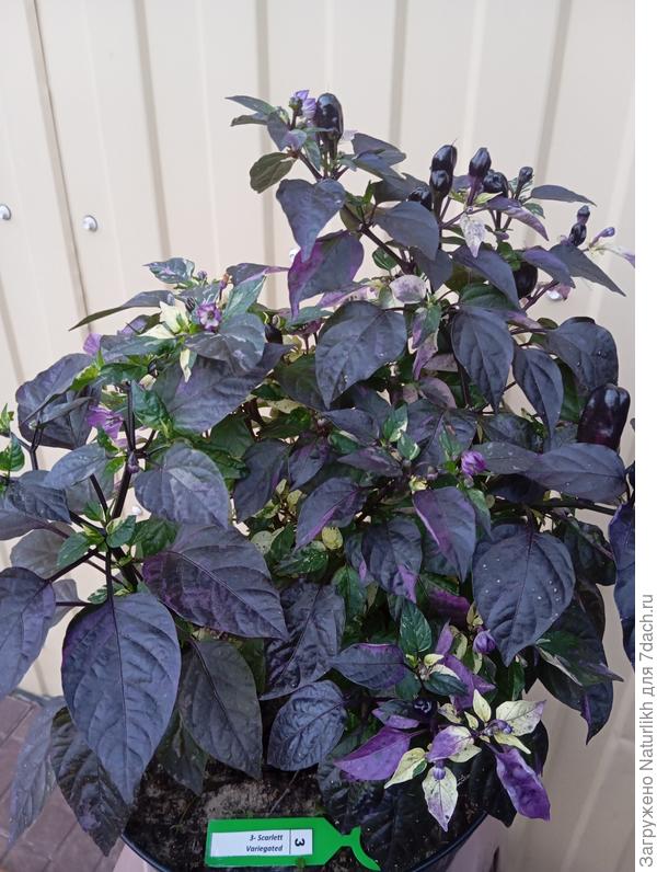 Scarlett Variegated в июле