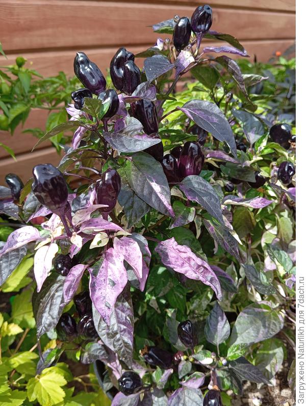 Scarlett Variegated в августе