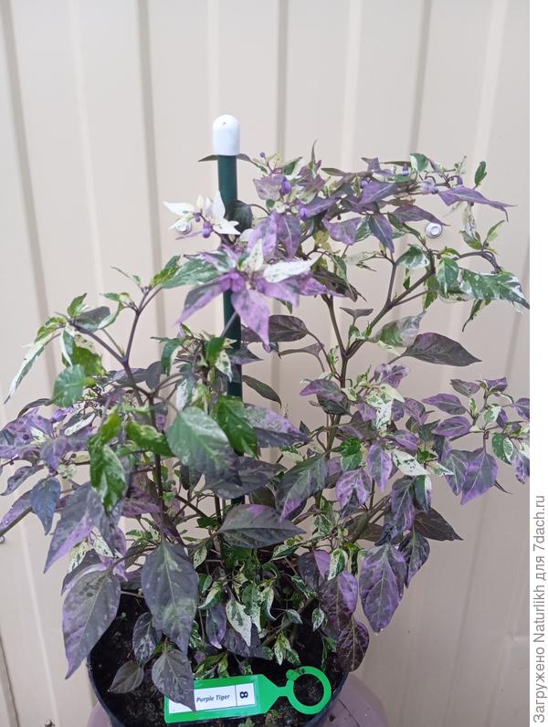 Пурпурный тигр до цветения