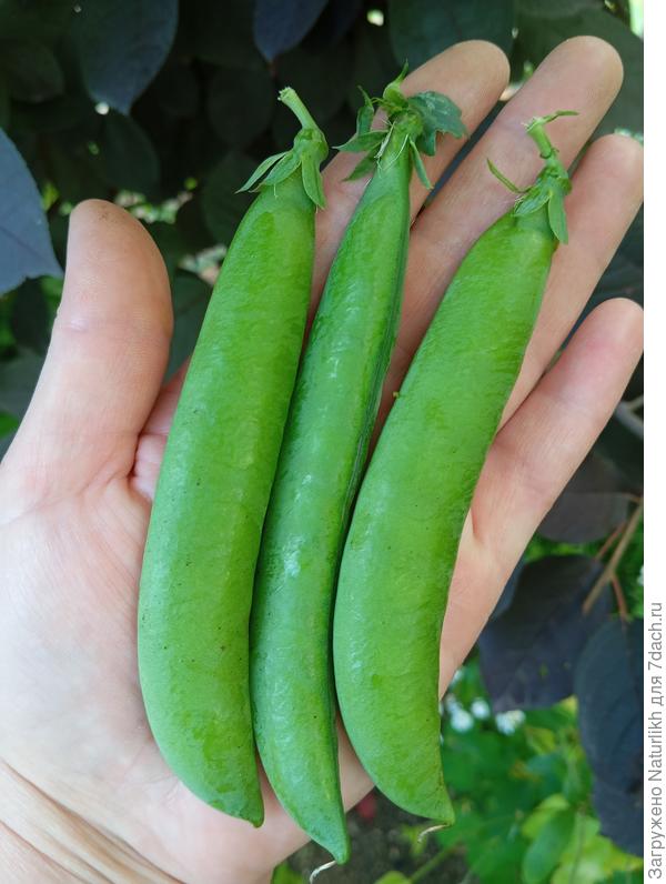 Беркут. Крупный, сладкий. Требует подвязки. Начало сбора через 2 мес.