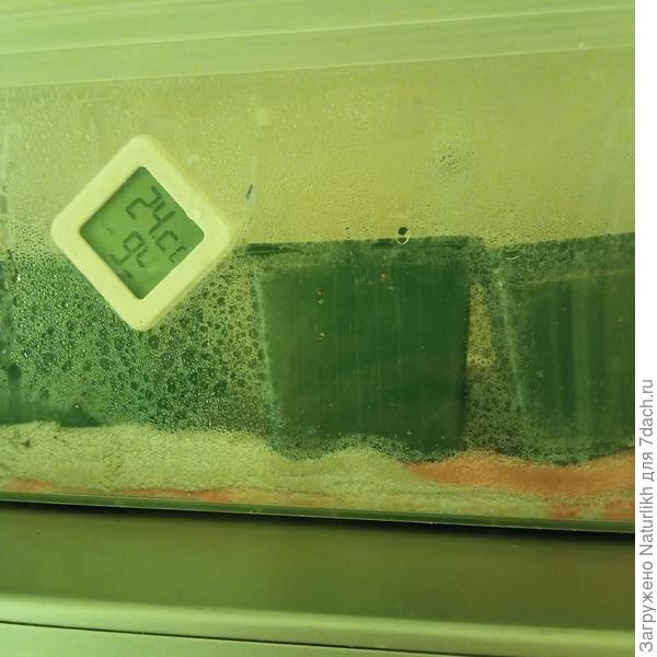 Максимум тепла только на верху холодильника, он в тгм месте нагревается. Вчера вечером посеяла замоченные семена перчиков