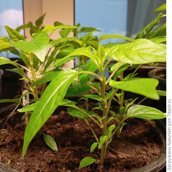 Сальса 45 дней . Высота 15 см.Формируется развилка. В этом году самый  жирный и шустрый. 4 шт на 3л горшок