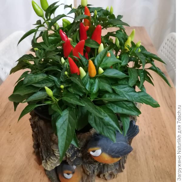 Вся высота Сальсы до 20 см. 2 шт в горшке 1,5л