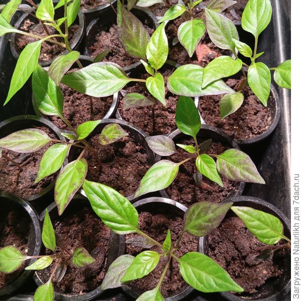 Черный жемчуг. На днях переехал под фитолампу