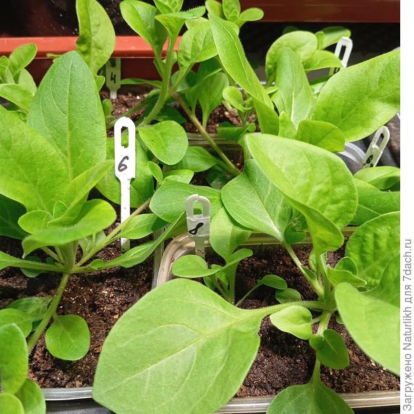 Изи и Тайдл