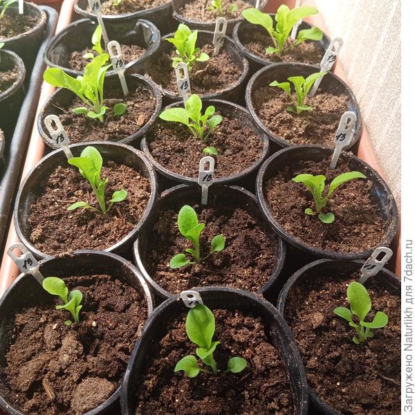 Остальная рассада во много раз меньше.