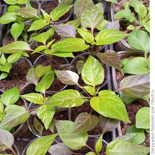 Скарлет тоже под фитолампой