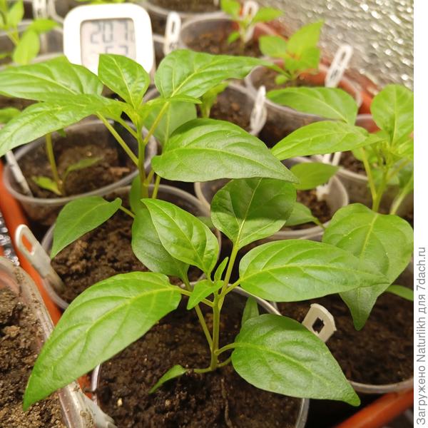 Рябиновые бусы