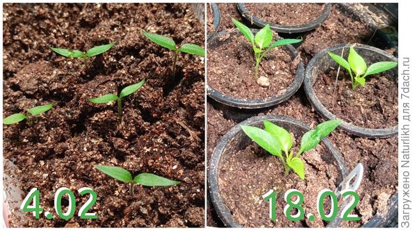 Это медуза. Сегодня 25 сутки. Всходы 5 из 10.