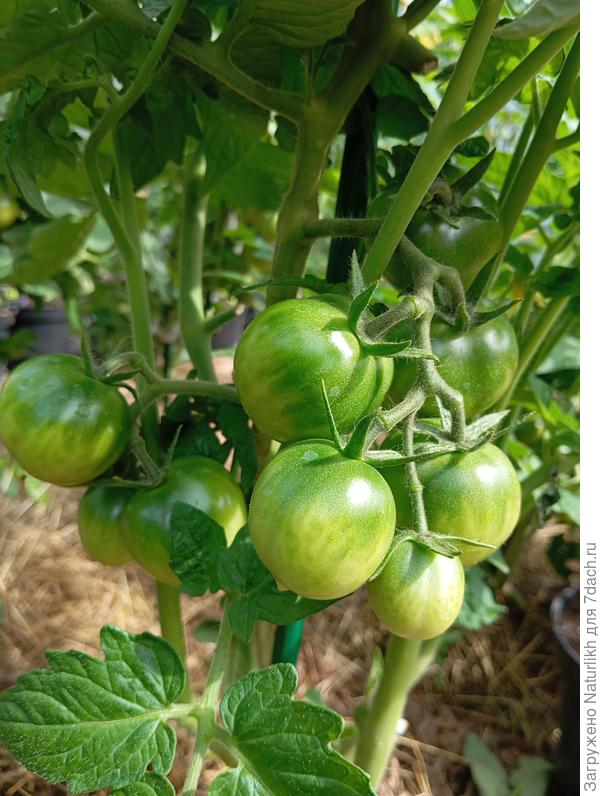 Середина июля 2024  янтарный