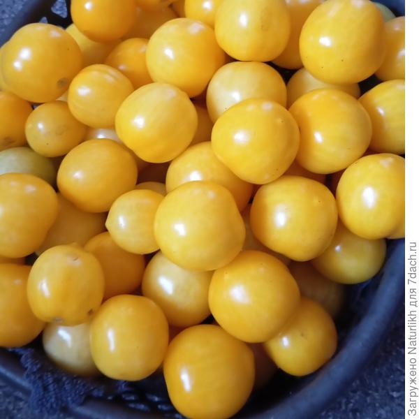 Сбор плодов Янтарного томата середина августа.