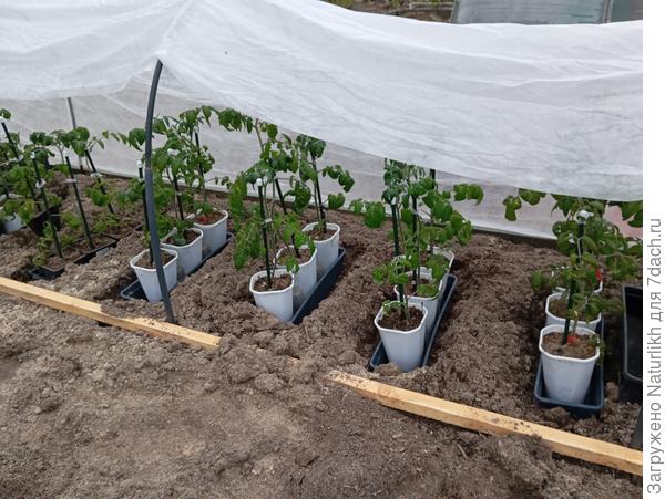 Прошлый год  с 12  июня закалялись сначала