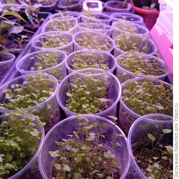 Подрастает январская лобелия