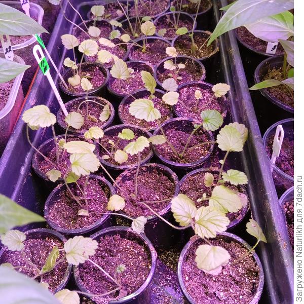 Вчера рассадила с литрового контейнера гравилат