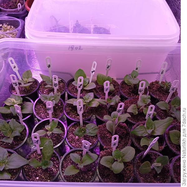 Наинеделе начала черенковать петунии