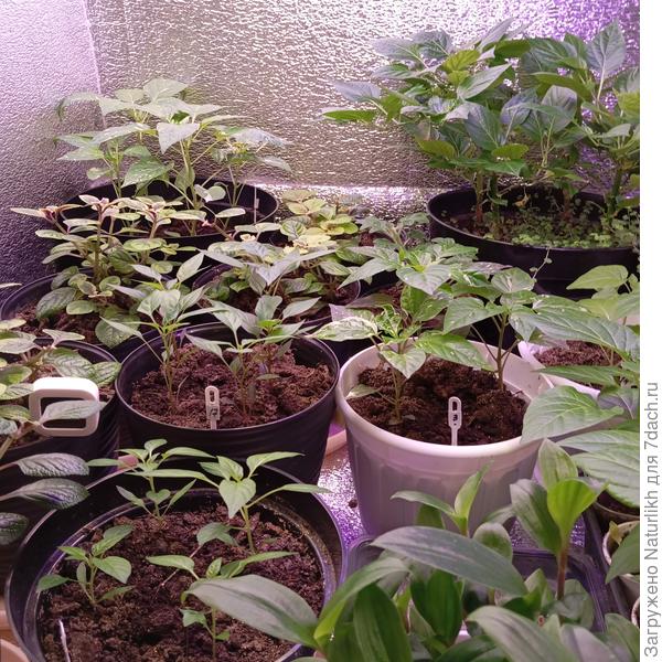 На верхней полке кладовки перчики и плектрантусы