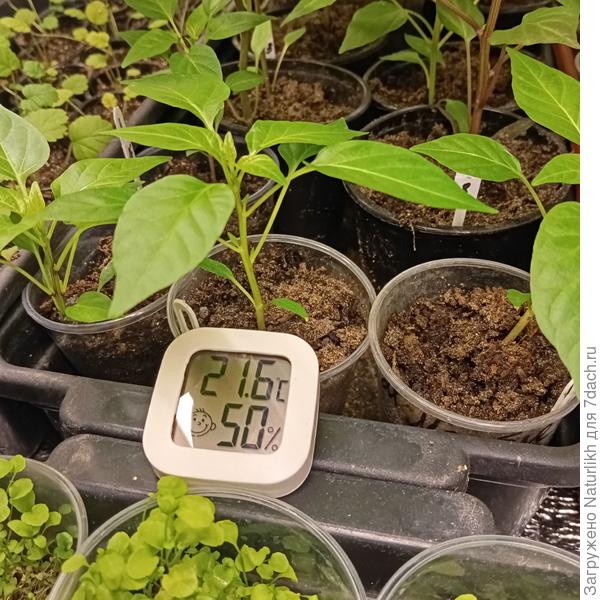 В кладовке, после полива возрастает до 65 процентов