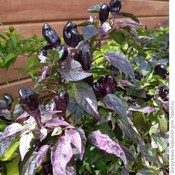 На солнышке похорошеет🙃