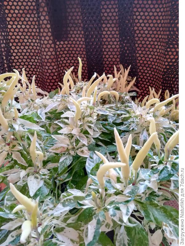 К июлю кустик становится наряднее