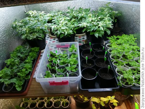 Вот на фото видно первые листья менее пестрые. Это апрель