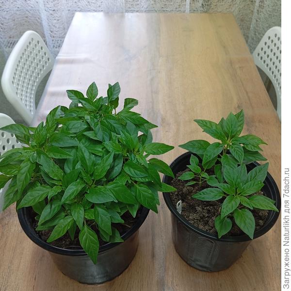 И для сравнения то же перчик справа, растет под светодиодным светильником в кладовке