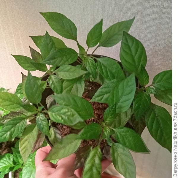 Черный жемчуг 5шт