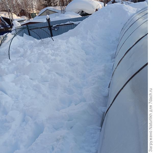 И эту зиму тепличка выдержала