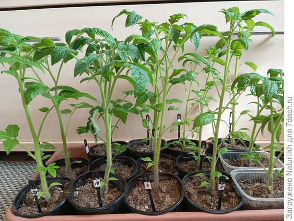 25 апреля 2024