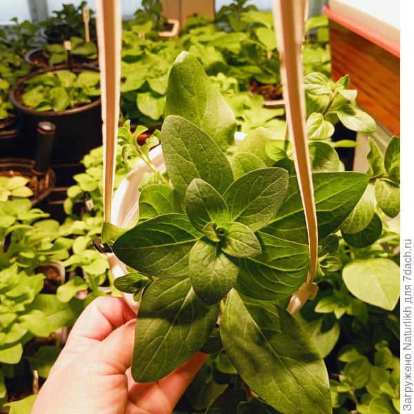 Все ампельные все еще с макушками